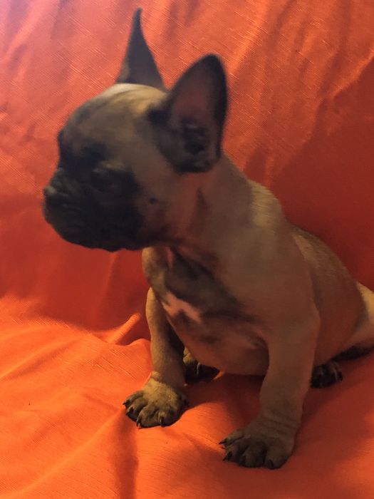 Bulldog frances.macho. Com dois meses feitos dia 8 deste mes.