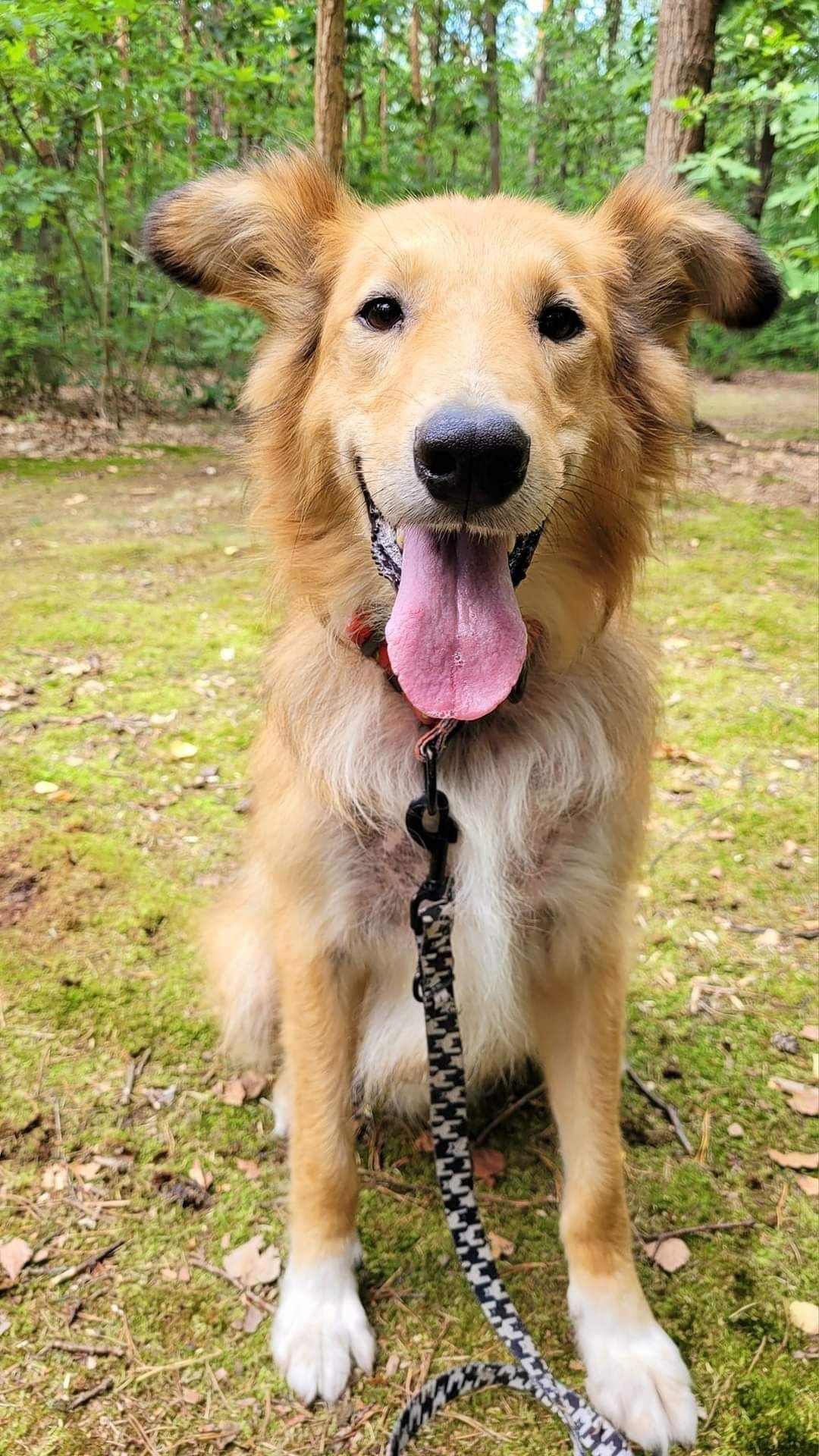 Kastler w typie collie szuka doświadczonego opiekuna.