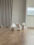 Bichon Maltês para venda