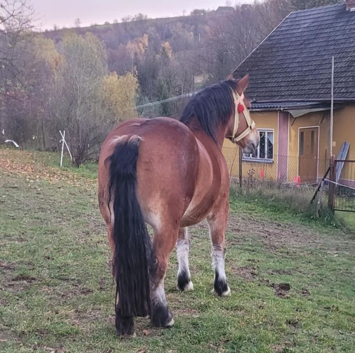 Klacz zimnokrwista źrebna