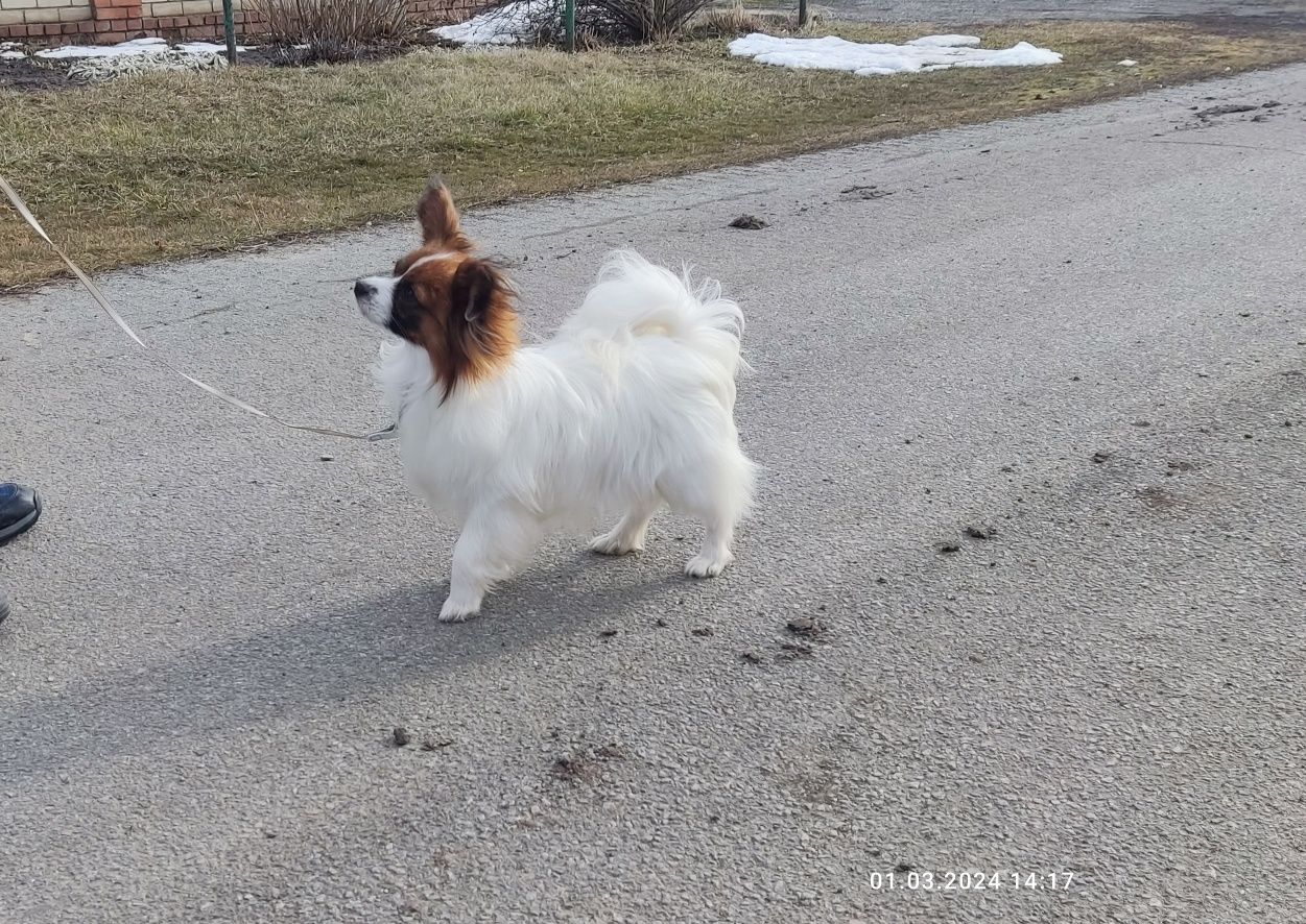 Хлопчик папійон  шоу