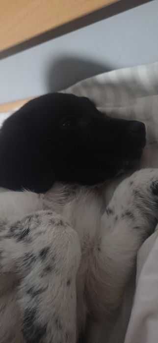 Szczeniaki oddam za darmo