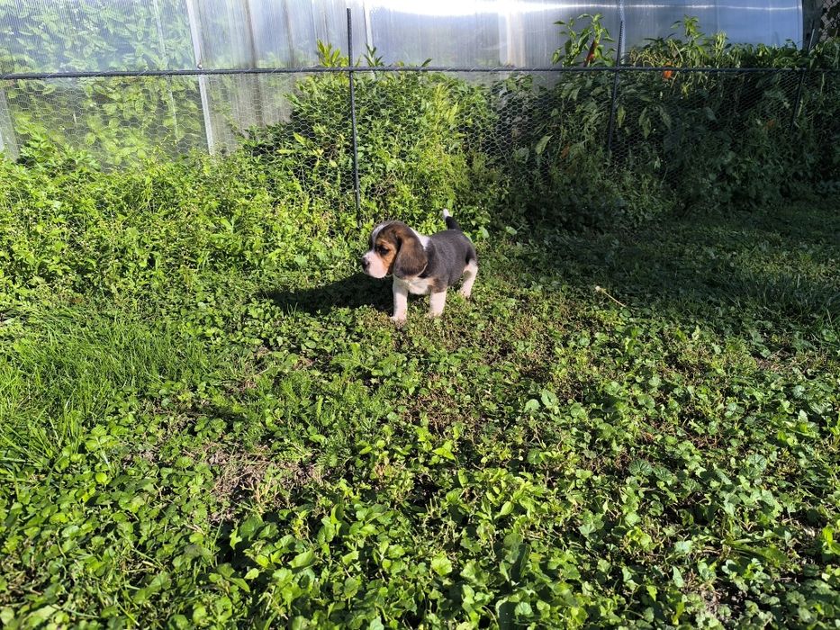 Przeuroczy szczeniaczek Beagle
