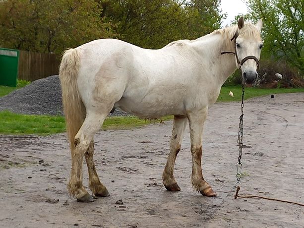 Продається кінь (