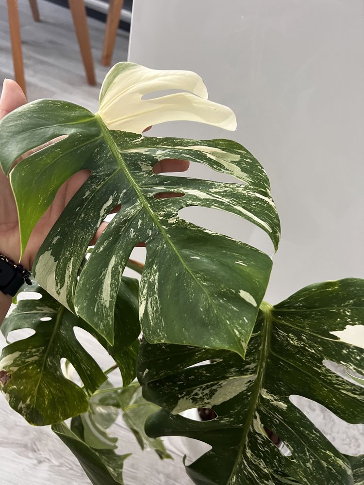 1 lisc szczytowy Monstera variegata albo moon half szczyt