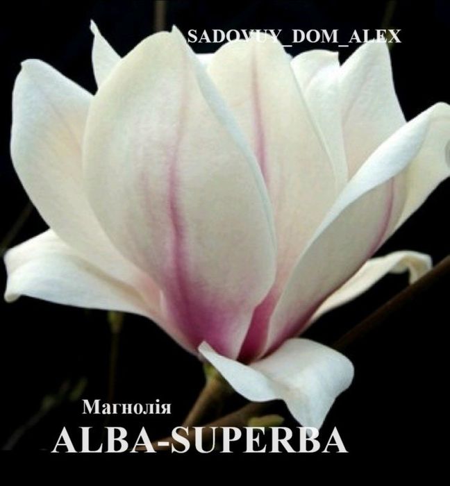 Магнолія Рододендрон Гортензія Сакура Катальпа Півонія Жимолость Ківі