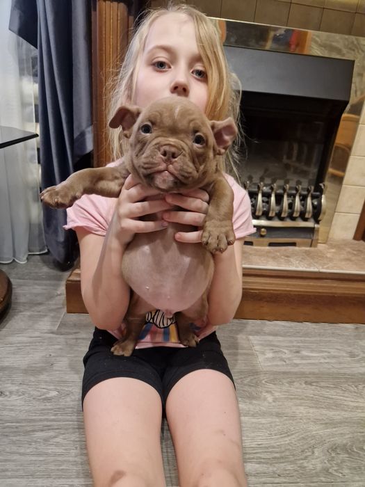 Доступны Экзотические Американский Булли