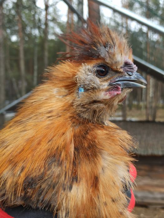 Kogut silka kura jedwabista kogut rudy pstrokaty silki