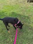 Peitoral rosa tipo Easy Walk