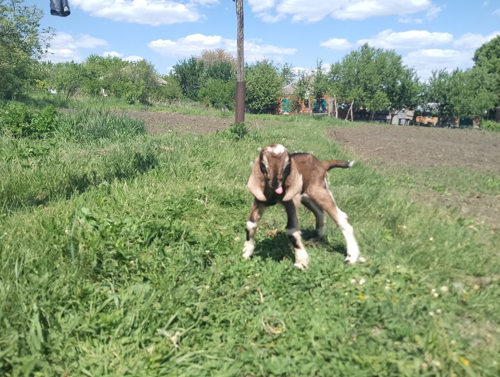 Продам козлика англо нубийской породы