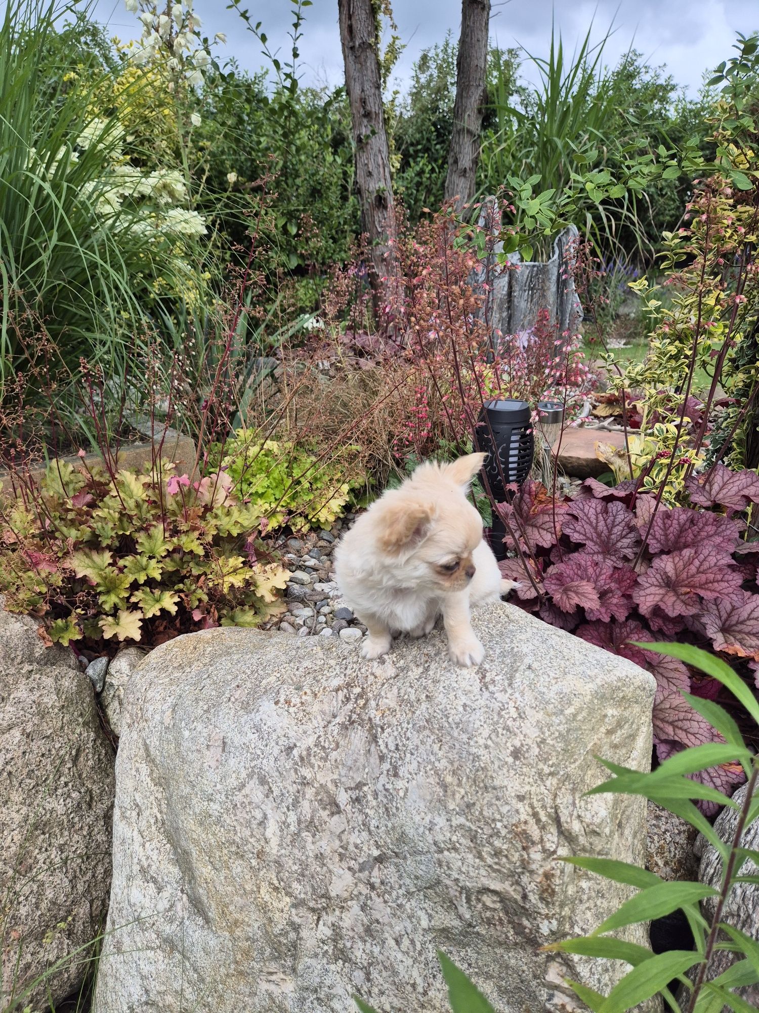 Suczka chihuahua długowłosa