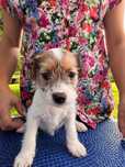 Gotowa do odbioru 7.09.Parson Russell Terrier. Suczka .Metryka ZKwP.