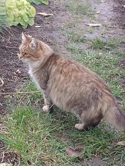 Пухнаста киця в добр руки