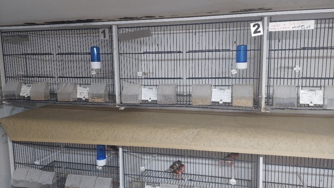 Viveiros de 12 buracos em PVC