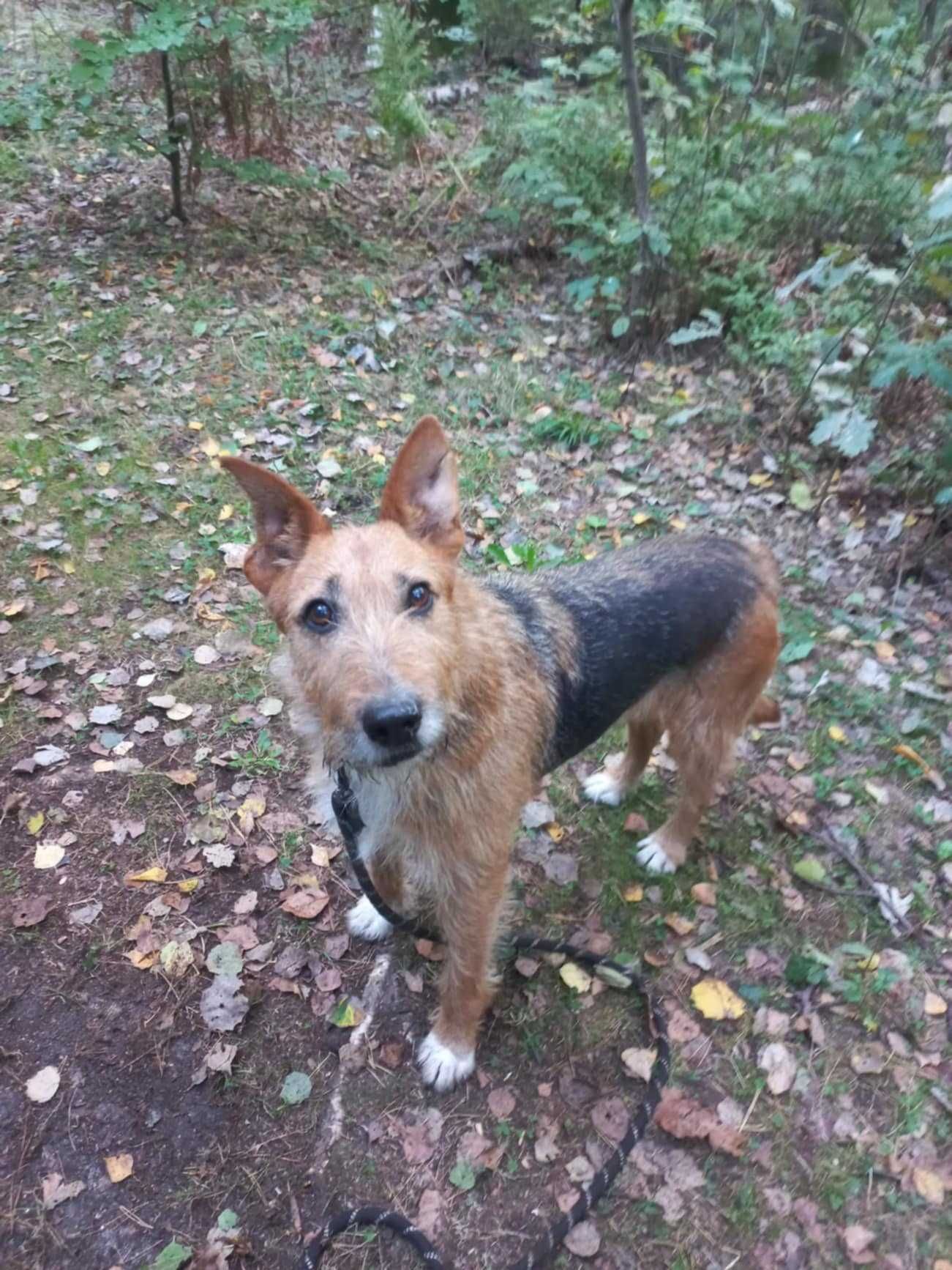 NUKA śliczna terrierka szuka swojej rodziny, młoda, adoptuj, za darmo