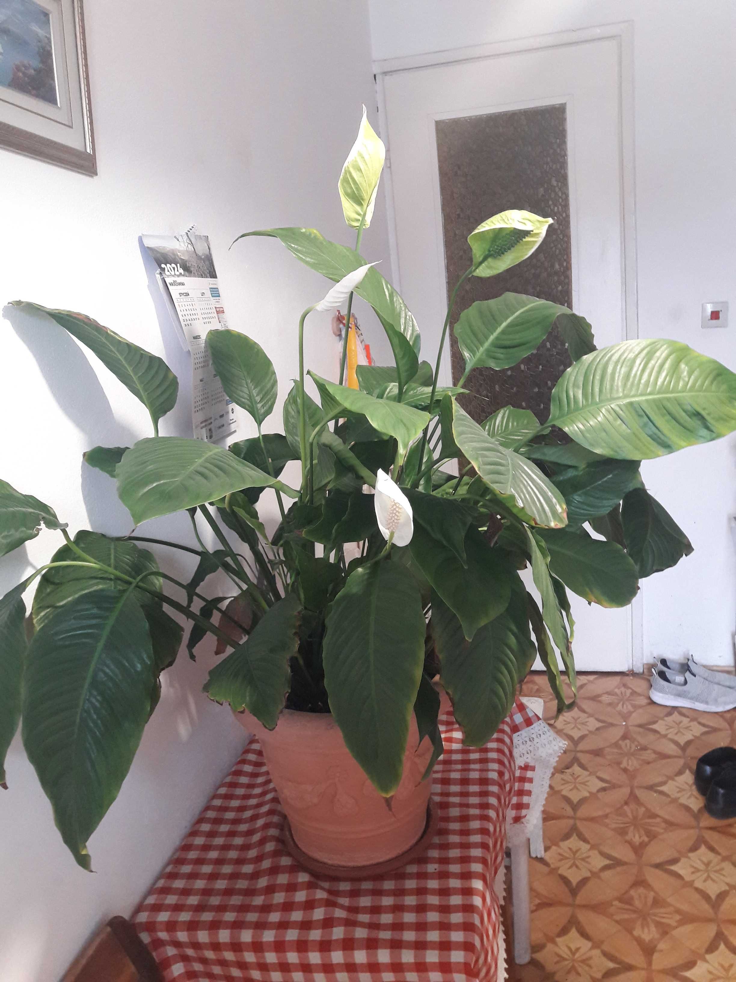 Sprzedam roślinę skrzydłokwiat wys. 100 cm