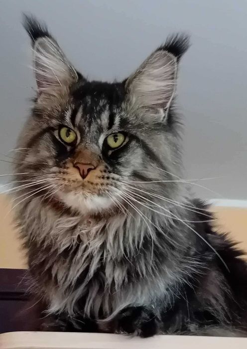 Kocurek Maine Coon z rodowodem
