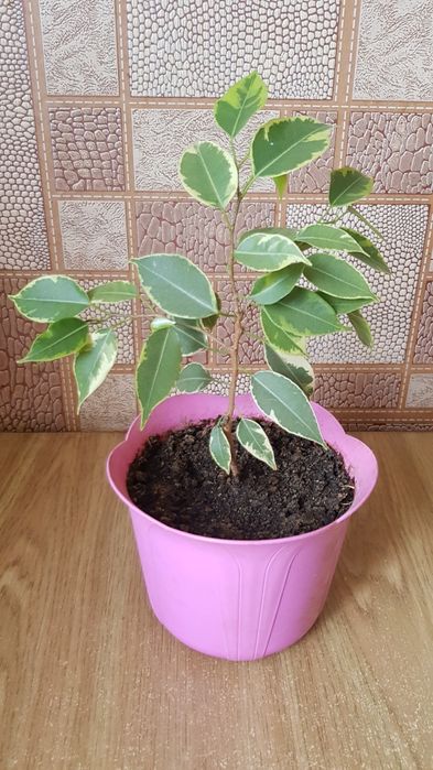 Фикус  Кинки с горшком