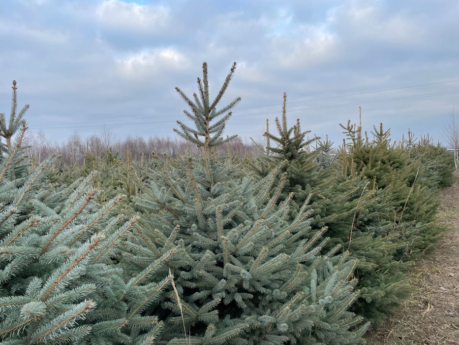 Choinki z własnej plantacji - świerk srebrny