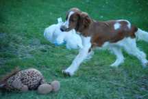 Piesek /Szczenie Springer spaniela Walijski
