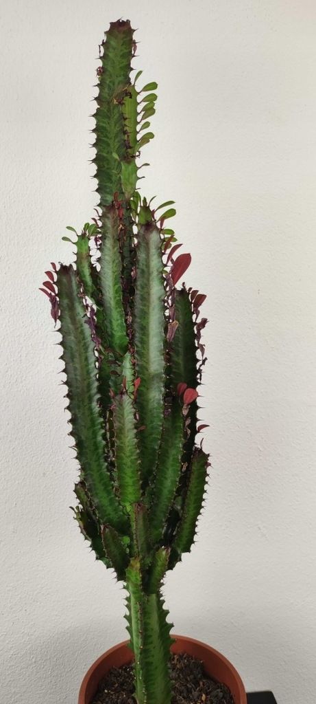 Wilczomlecz trójżebrowy Euphorbia Rubra 65 cm