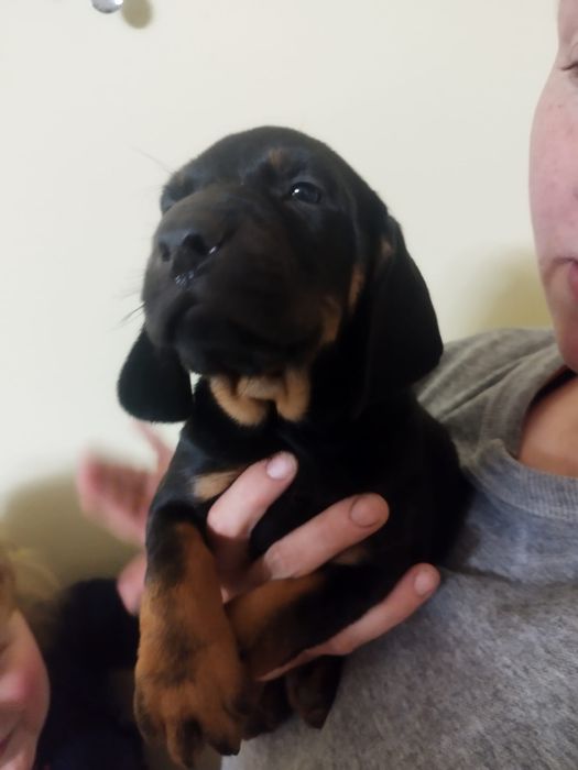 Ginczy polski szczeniak