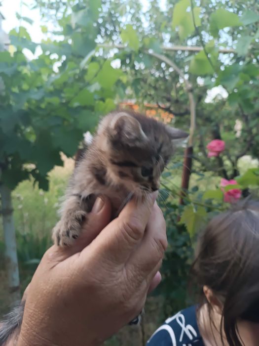 Отдам милых и игривых котят