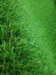 Grass Galicia 30 Штучна Трава 30мм ВІДПРАВЛЯЄМО