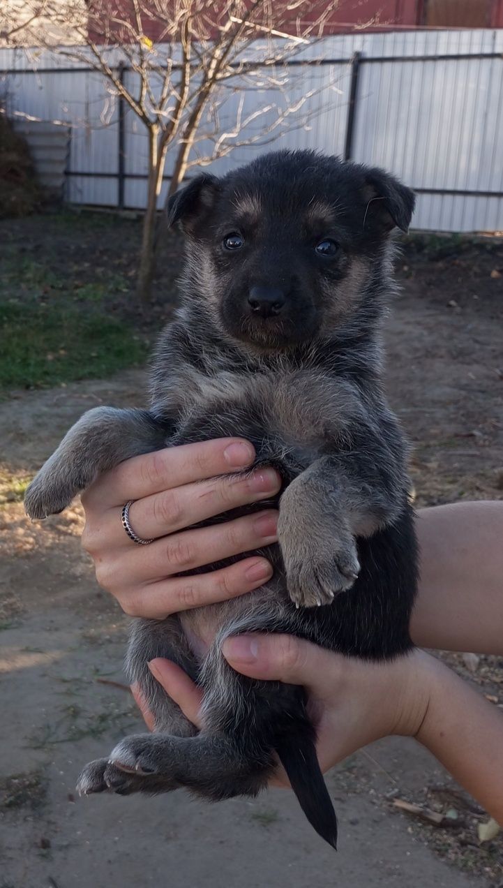 Цуценята безкоштовно