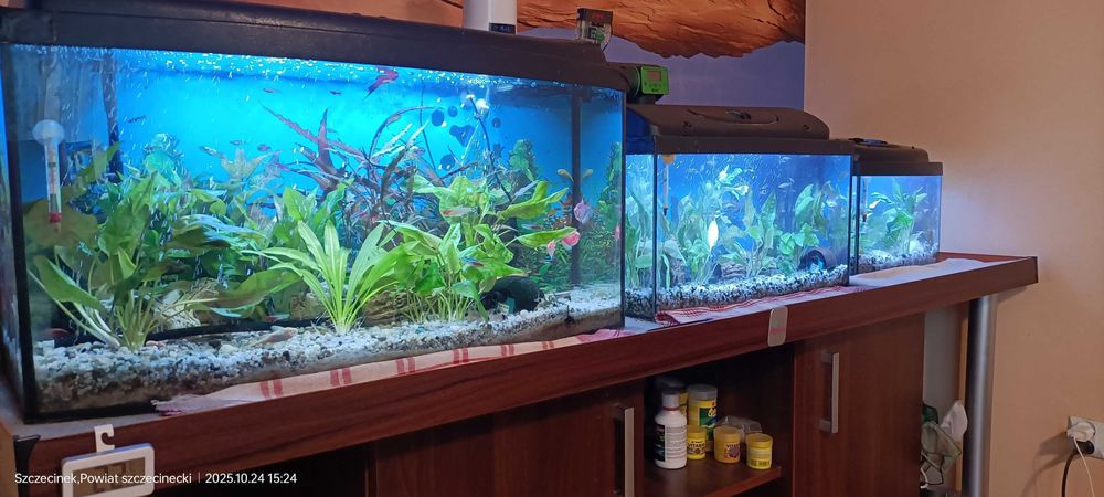 Sprzedam zestaw akwariów na dedykowanej komodzie.