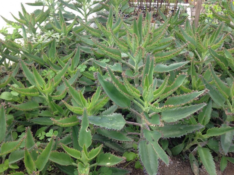 Kalanchoe Daigremontiana