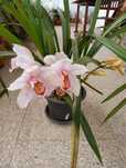 Vaso flores Orquídeas