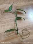 Sadzonka epipremium appilisium