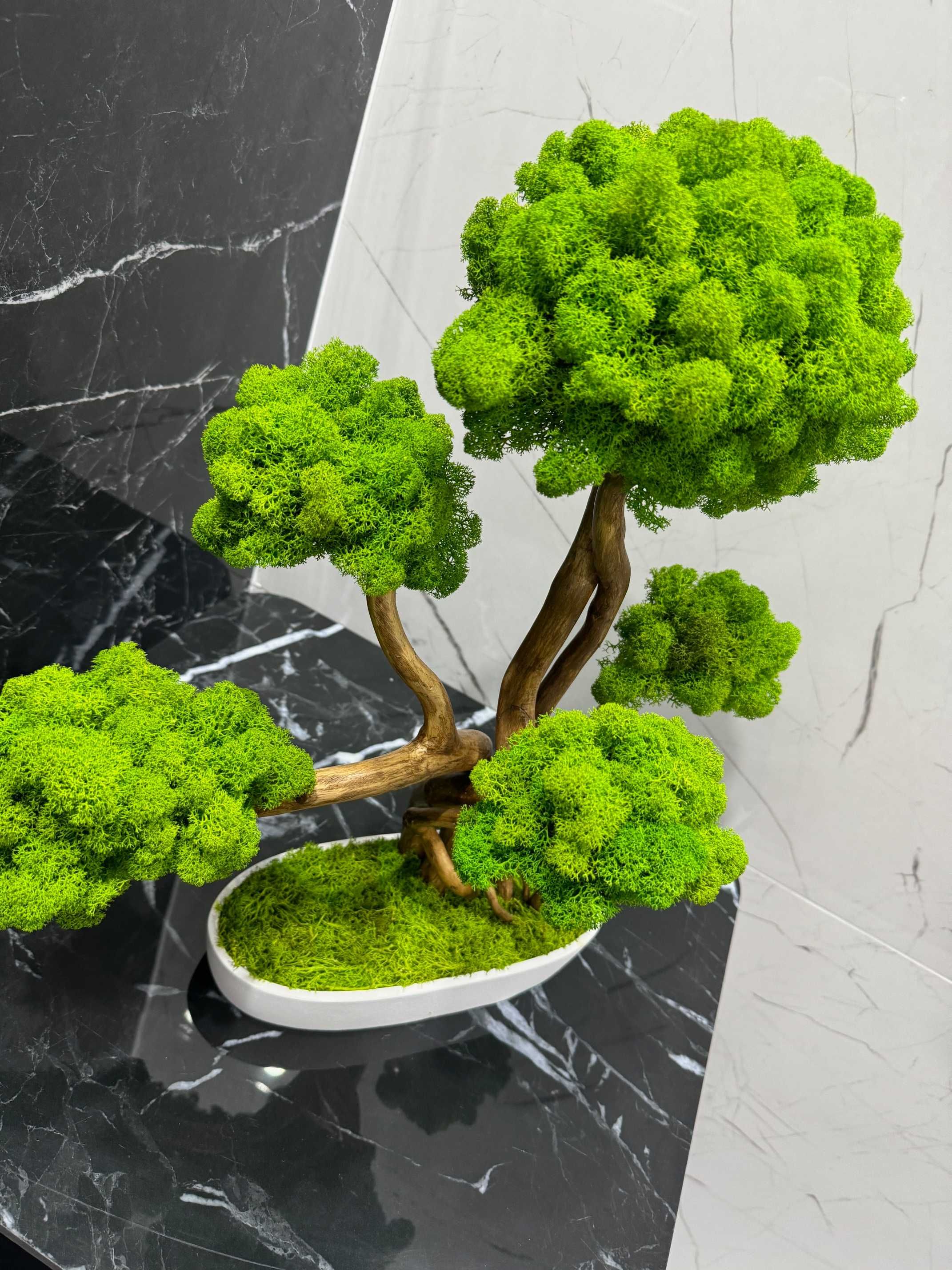 Duże drzewko Bonsai z mchu chrobotka 52 CM; chrobotek reniferowy