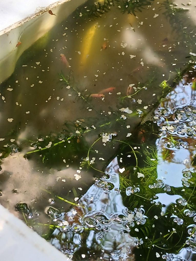 Peixes de água fria para aquários ou lago