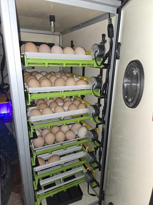 Inkubator bio eggs na 180 jak ful automat