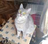 Кішка, кошка, котенок, кошеня, кошенятко