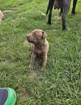 Piesek Pit Bull Terrier