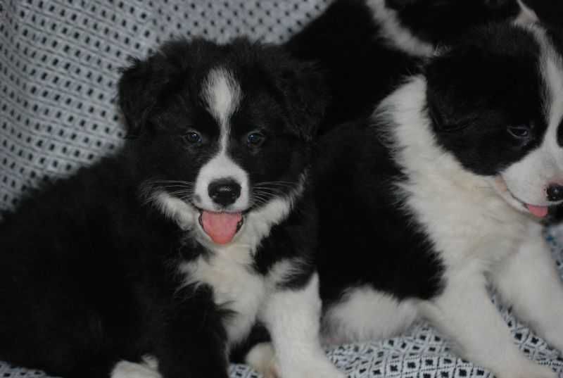Piesek Border Collie czarno-biały gotowe do odbioru.