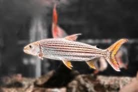 African tiger fish com 14 cm