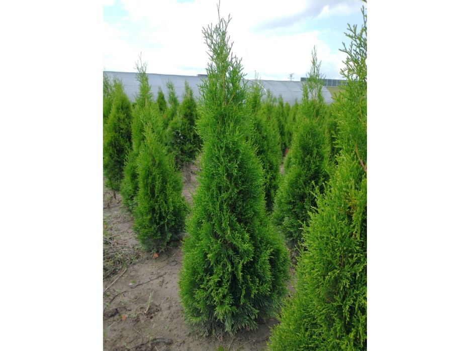 Thuja Smaragd! Tuja Szmaragd 100,120,140,150 cm! Sadzimy! Dowóz! Tuje!