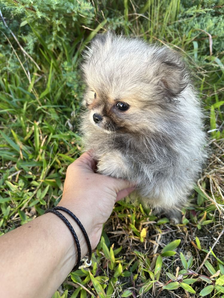 Menina spitz anao pequenina