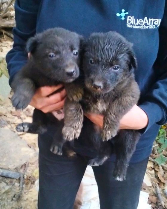 Віддамо цуценят 1 міс.Вінниця,Старе місто