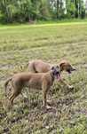 Chart angielski greyhound pies