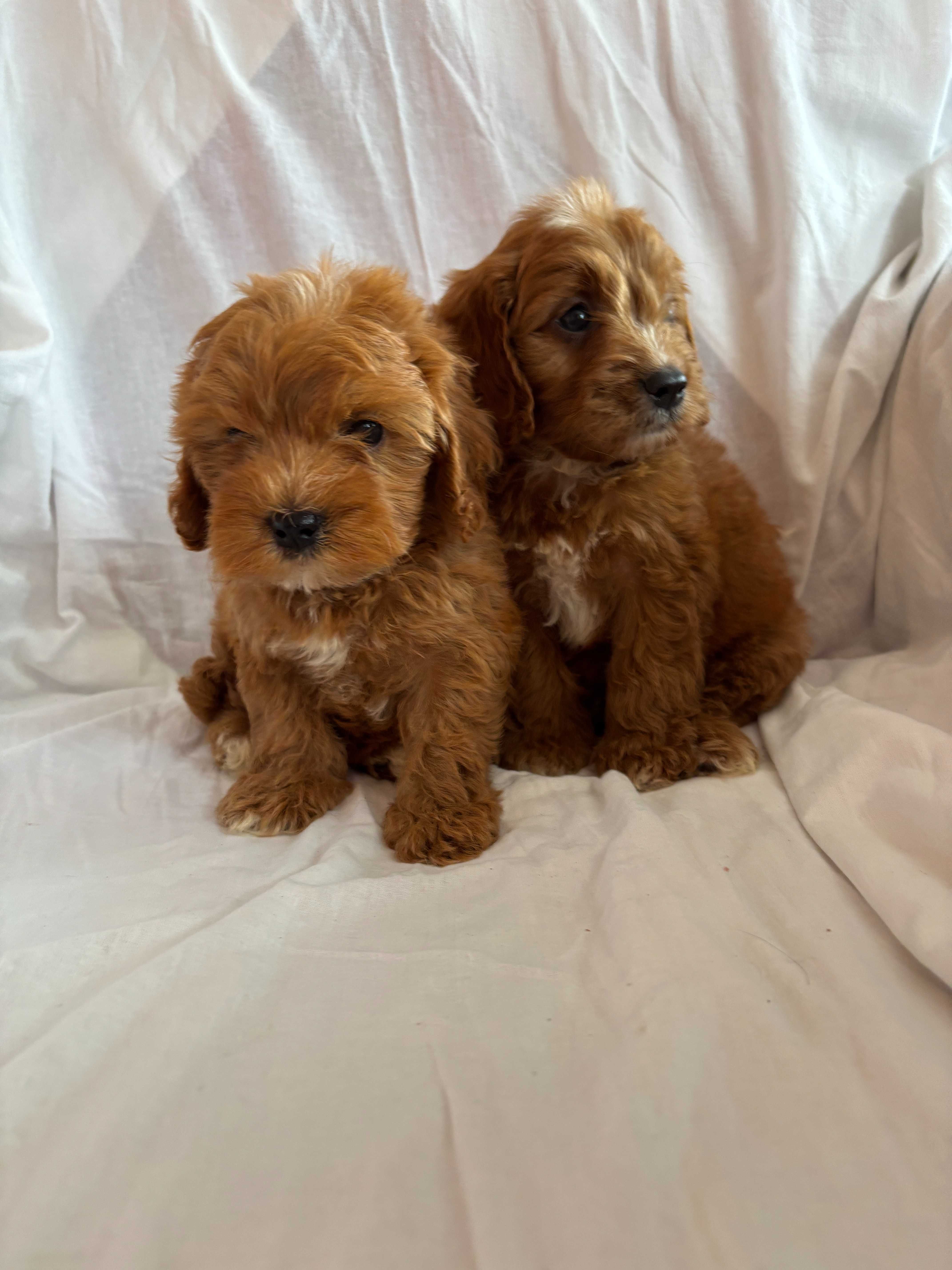 Piesek rasy Cavapoo