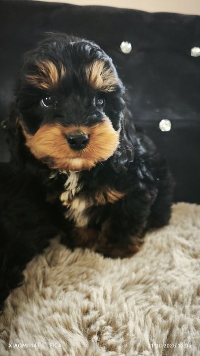 Cokapoo, cocapoo, cavapoo Gofer