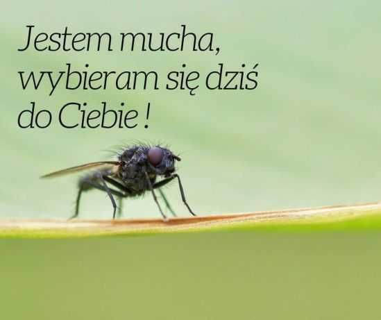 Moskitiery zapraszam dowozimy mierzymy