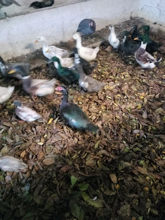 Kaczki staropolskie dworka kajuga mix