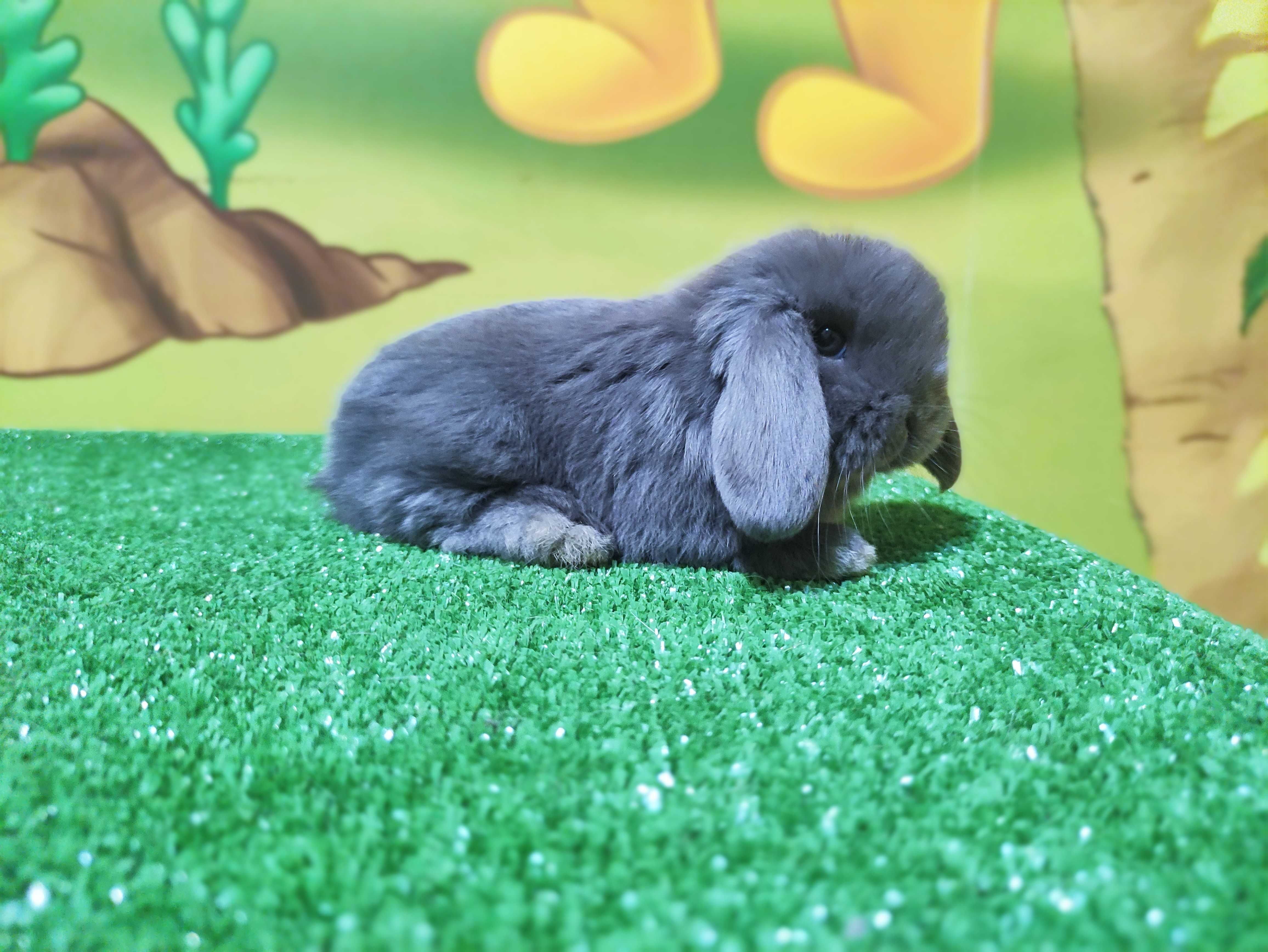 PIĘKNY Mini Lop  NIEBIESKI królik baranek miniaturka  teddy szary