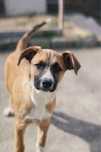 Átila - cachorra para adoção responsavel